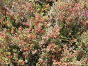 Austral Seablite - plants