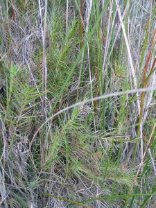 Australian Salt Grass - plants