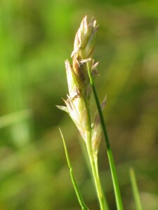 Australian Salt Grass - spikelet