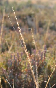 Australian Saltmarsh-grass - mature spikelet