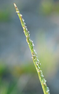 Australian Saltmarsh-grass - flowering spikelet