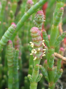 Beaded Glasswort - flower with anthers