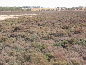 Black-seeded Samphire - shrubland