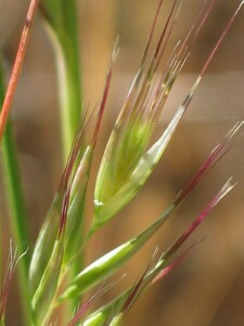 Bristly Wallaby-grass - spikelets
