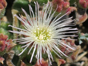 Common Ice Plant - flower