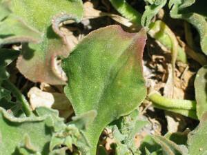 Common Ice Plant - mature leaf