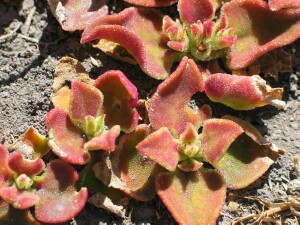Common Ice Plant - red leaves