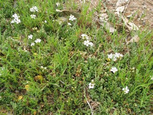 Creeping Brookweed - flowering