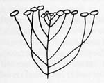 Image:  Diagram - Flower Arrangements - Corymb