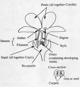 Image:  Diagram - Flower Cross-section