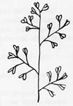 Image:  Diagram - Flower Arrangements - Panicle