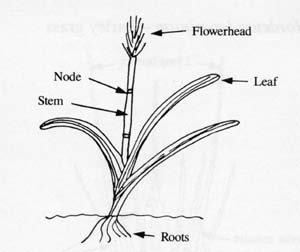 Image:  Diagram - Generalised Grass
