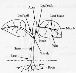 Image:  Diagram - Generalised Plant
