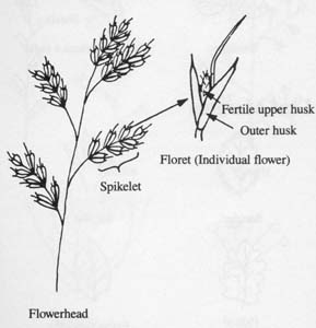 Image:  Diagram - Grass Flowerhead