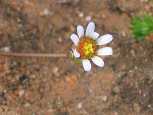 Hardhead Daisy flower