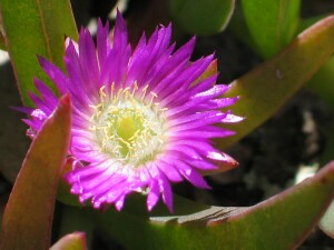 Inland Pigface - flower