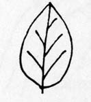 Image:  Diagram - Leaf Margins - Entire