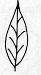Image:  Diagram - Leaf Shapes - Lanceolate