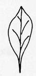 Image:  Diagram - Leaf Shapes - Oblanceolate