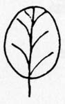 Image:  Diagram - Leaf Shapes - Ovoid