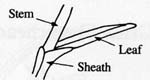 Image:  Diagram - Leaf Shapes - Sessile