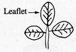 Image:  Diagram - Leaf Shapes - Trifoliate