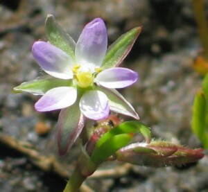 Lesser Sea-spurrey flower