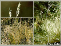 Photo: Photo Gallery - Common Blown Grass