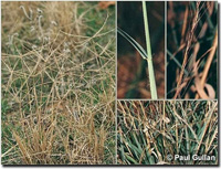 Photo: Photo Gallery - Curly Windmill Grass