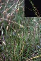 Photo: Photo Gallery - Streaked Arrow Grass