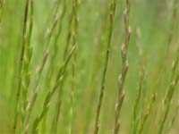 Wimmera Rye-grass