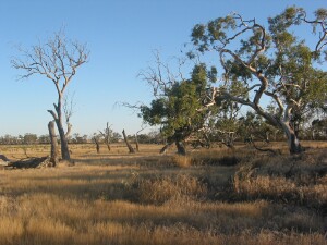River Red Gum - dead and live trees at salt limit