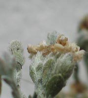 Rosinweed flowers showing hairy sepals and upper leaves