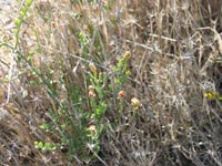 Rosinweed growing through dried off Sea Barley-grass