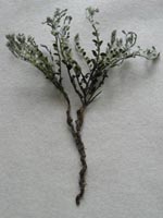 Rosinweed plant showing taproot