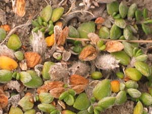 Round-leaf Wilsonia mature fruits