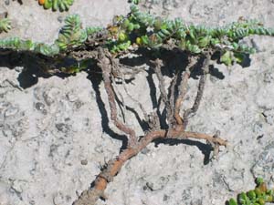 Round-leaf Wilsonia mature root system