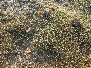 Salt Angianthus - carpet of tiny plants