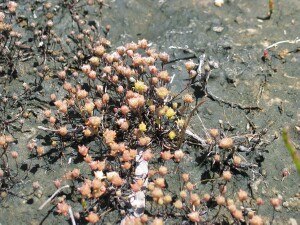 Salt Angianthus in a highly saline and drying out environment