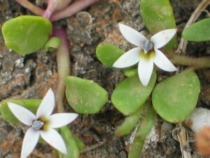 Salt Pratia - flowers