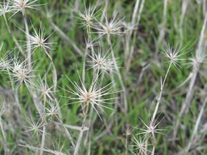 Sea Barley-grass - old flower spike