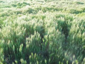Sea Barley-grass - population with young flower spikes