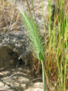 Sea Barley-grass - flower spike