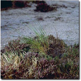 Image:  Diagram - Slender Barb-grass