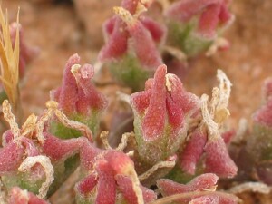 Small Ice Plant - buds
