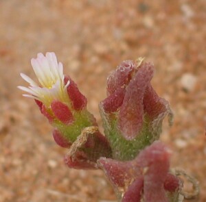 Small Ice Plant - flowers