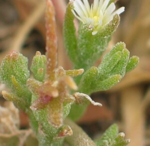 Small Ice Plant - leaves