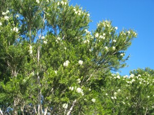 Swamp Paperbark - flowering