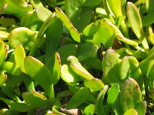 Photo:  Swamp Weed leaf