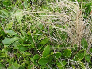 Swamp weed with Salt Blown-grass